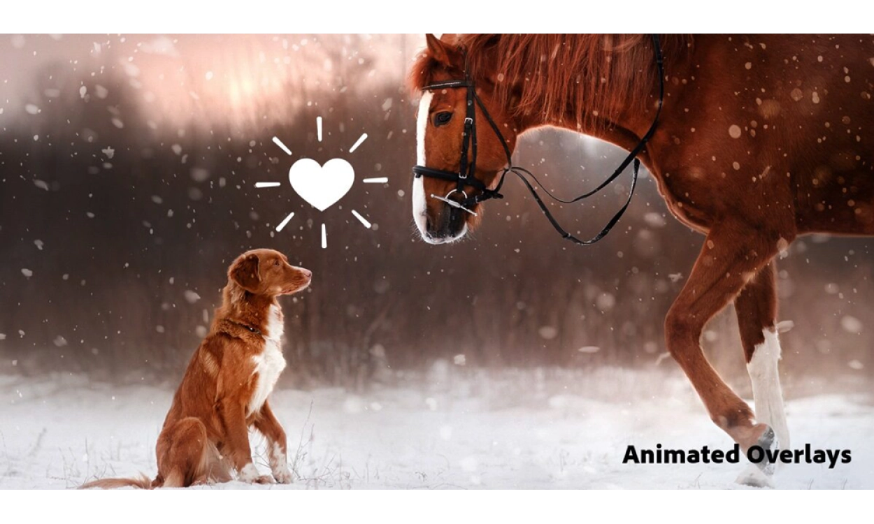 Adobe Photoshop Elements & Premiere Elements 2025